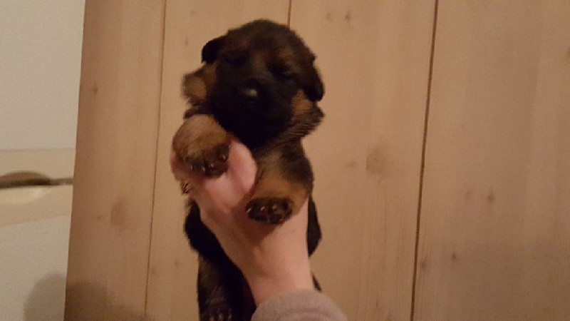 des Monts Du Gorky - Chiots disponibles - Berger Allemand