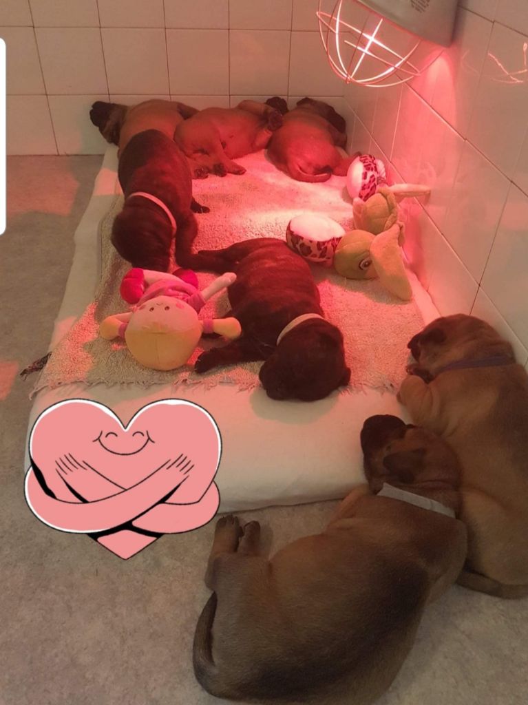 Chiot Bullmastiff des Monts Du Gorky